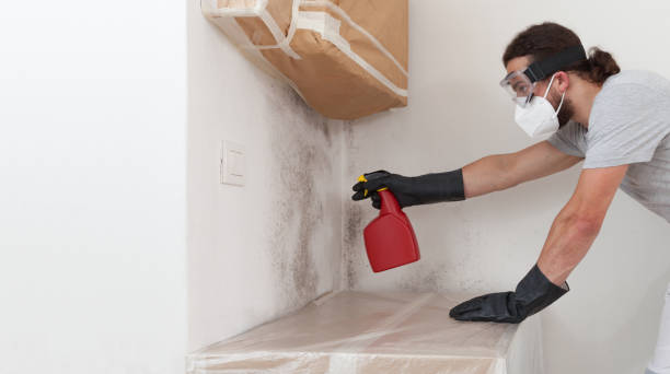 Professional Attic Mold Removal technician working in Aurora, TX