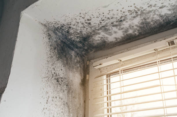 Affordable Attic Mold Removal solutions in Aurora, TX
