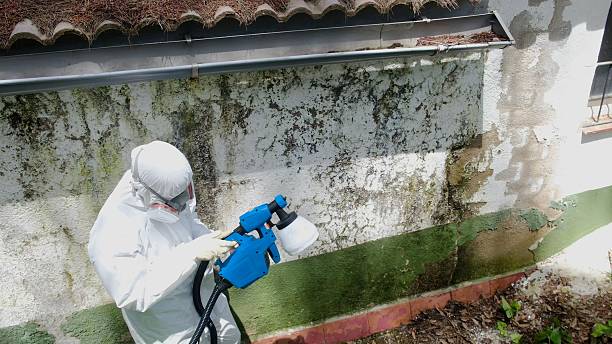 Top rated local Attic Mold Removal specialists in Aurora, TX